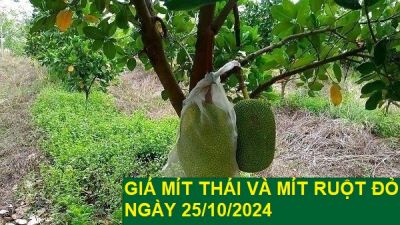 GIÁ MÍT THÁI VÀ MÍT RUỘT ĐỎ HÔM NAY NGÀY 25/10/2024