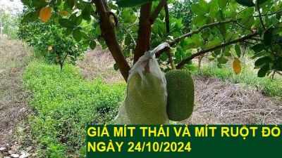 GIÁ MÍT THÁI VÀ MÍT RUỘT ĐỎ HÔM NAY NGÀY 24/10/2024