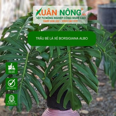 Monstera Borsigiana Albo: Đặc điểm, cách trồng và chăm sóc