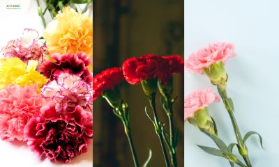 Bật mí ý nghĩa hoa cẩm chướng theo từng màu sắc