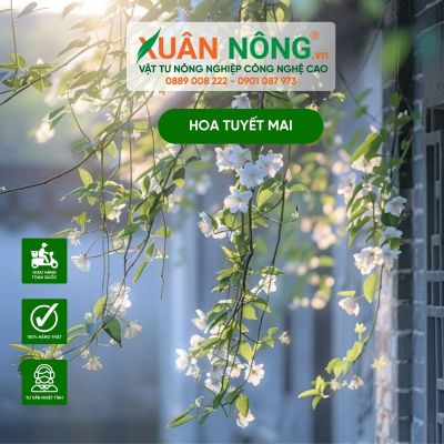 Hoa tuyết mai: Đặc điểm, nguồn gốc và ý nghĩa