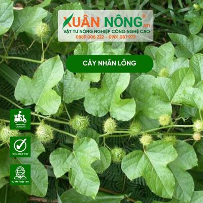 Cây nhãn lồng: Công dụng, cách trồng và chăm sóc đơn giản