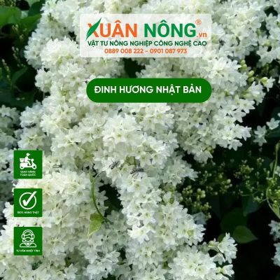 Đinh hương Nhật Bản: Tác dụng, cách trồng và chăm sóc