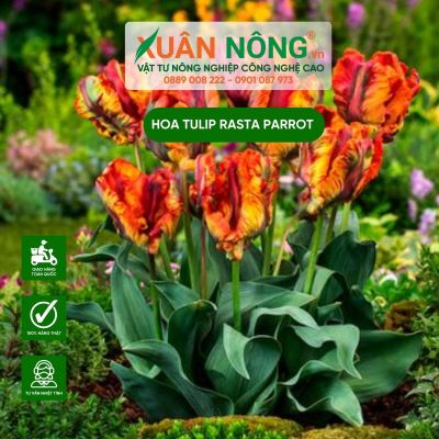 Cách trồng hoa tulip Rasta Parrot nở hoa rực rỡ