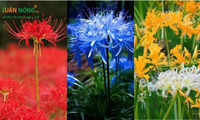 Bật mí ý nghĩa của hoa bỉ ngạn theo từng màu sắc