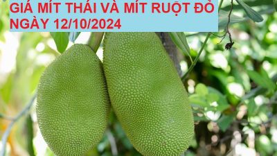 GIÁ MÍT THÁI VÀ MÍT RUỘT ĐỎ HÔM NAY NGÀY 12/10/2024