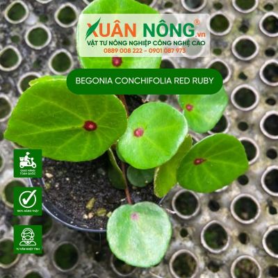 Cách trồng và chăm sóc cây Begonia conchifolia red ruby