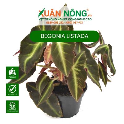 Begonia listada: Đặc điểm, cách trồng và chăm sóc