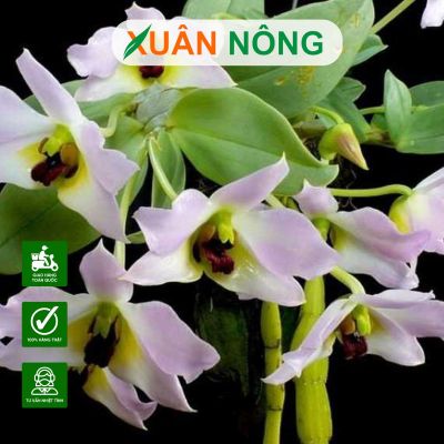 Top 35 loại hoa lan đẹp và quý hiếm nhất hiện nay