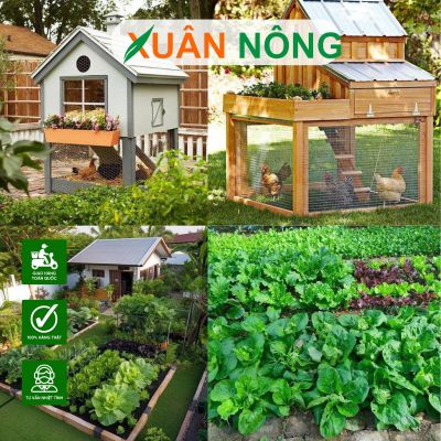Mô hình tiềm năng: Tự trồng rau kết hợp với nuôi gà