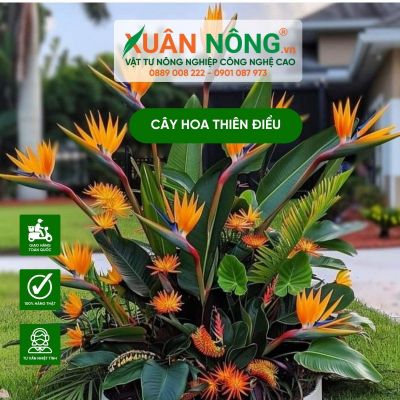 Đặc điểm, cách trồng và chăm sóc cây hoa thiên điểu