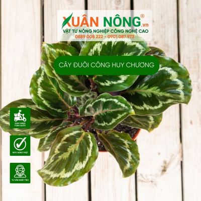 Cây đuôi công huy chương (Calathea Veitchiana):Đặc điểm, cách trồng, chăm sóc