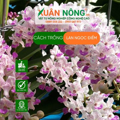 Cách trồng lan ngọc điểm năng suất cao