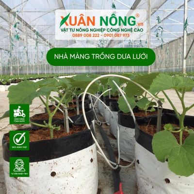 Kỹ thuật tưới nước hiệu quả cho dưa lưới trong nhà màng