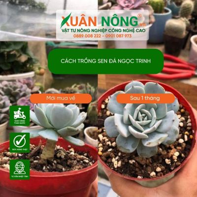 Cách trồng sen đá ngọc trinh không lo úng nước