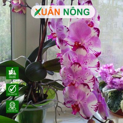 Top 35 loại hoa lan đẹp nở hoa quanh năm