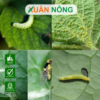 Biện pháp phòng trừ sâu bệnh cho rau ăn lá tại nhà