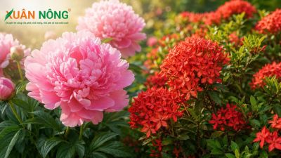 Hoa Mẫu Đơn: C&aacute;c Loại, &Yacute; Nghĩa V&agrave; C&aacute;ch Trồng