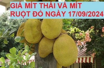 GIÁ MÍT THÁI VÀ MÍT RUỘT ĐỎ HÔM NAY NGÀY 17/09/2024