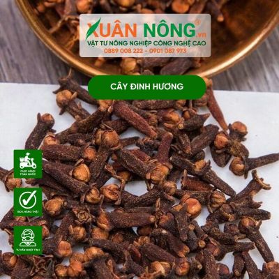 Cây đinh hương là cây gì? Công dụng của cây đinh hương