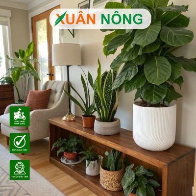 Bí quyết chọn giống cây cảnh phù hợp từng không gian