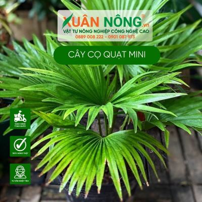 Cách trồng cây Livistona chinensis Chinese Fan Palm (Cọ Quạt Mini)