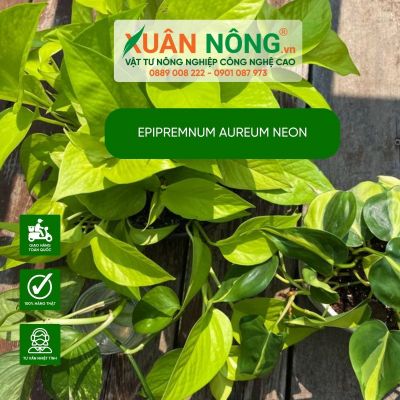 Chiêm ngưỡng vẻ đẹp của Epipremnum aureum Neon