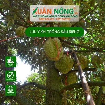 23 lưu ý quan trọng khi trồng sầu riêng