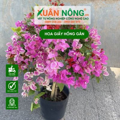 Cách trồng hoa giấy hồng gân nở hoa đẹp