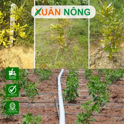 Cây giống chậm lớn? Nguyên nhân - cách khắc phục
