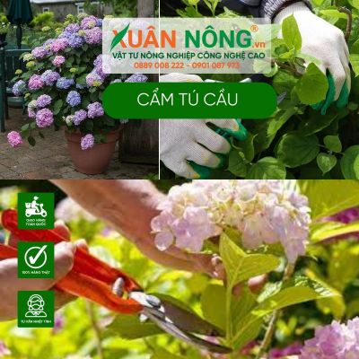 Mẹo cắt tỉa giúp cẩm tú cầu đúng cách