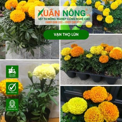 Cách trồng bông vạn thọ lùn trong chậu siêu hoa ngày Tết