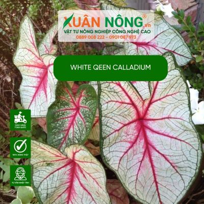 White Qeen Calladium: Đặc điểm, cách trồng và chăm sóc