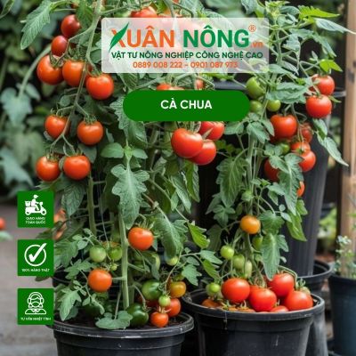 3 cách trồng cà chua trĩu quả đơn giản tại nhà