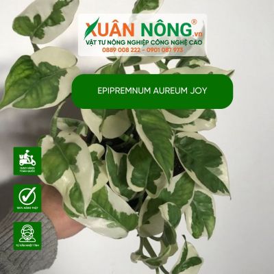 Nhân giống Epipremnum aureum Joy theo phương pháp cutting