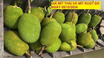 GIÁ MÍT THÁI VÀ MÍT RUỘT ĐỎ HÔM NAY NGÀY 05/12/2024