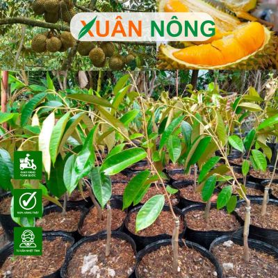 Cây giống Xuân Nông – Địa chỉ cung cấp cây giống chất lượng
