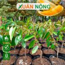 Cây giống Xuân Nông – Địa chỉ cung cấp cây giống chất lượng
