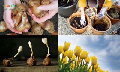 Kỹ thuật trồng và chăm sóc hoa tulip chơi tết