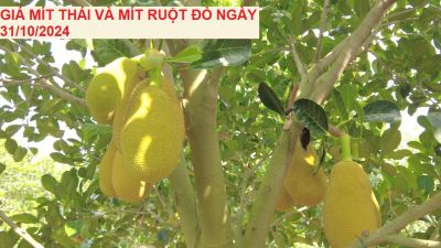 GIÁ MÍT THÁI VÀ MÍT RUỘT ĐỎ HÔM NAY NGÀY 31/10/2024