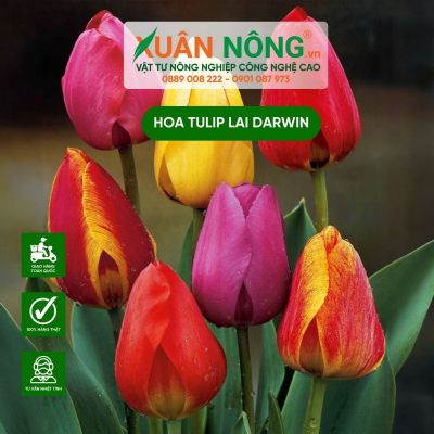 Hoa Tulip lai Darwin là gì? Cách trồng Hoa Tulip lai Darwin