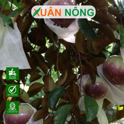 Cách trồng cây vú sữa mika phát triển nhanh, đậu nhiều trái