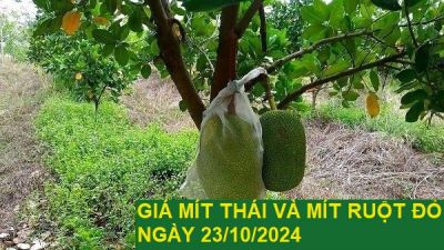 GIÁ MÍT THÁI VÀ MÍT RUỘT ĐỎ HÔM NAY NGÀY 23/10/2024