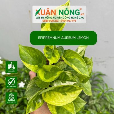 Cách xử lí cây Epipremnum aureum Lemon mới mua về