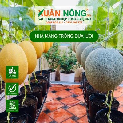 Nhà màng trên mái nhà: Nữ sinh thu hoạch 300kg dưa lưới