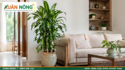 C&acirc;y Ph&aacute;t T&agrave;i: &Yacute; Nghĩa, C&aacute;ch Trồng V&agrave; Chăm S&oacute;c Xanh Tốt