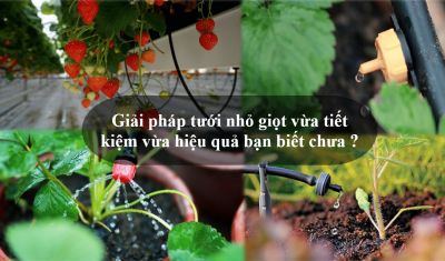 Giải pháp tưới nhỏ giọt vừa tiết kiệm vừa hiệu quả bạn biết chưa ?