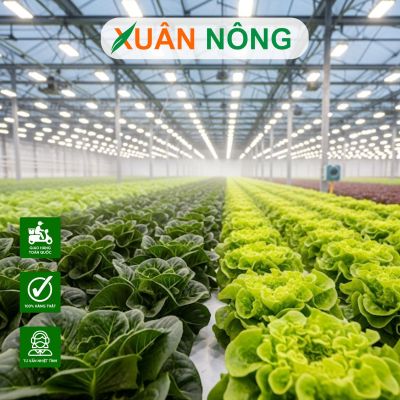 Thi công nhà màng trồng rau ở Vĩnh Long