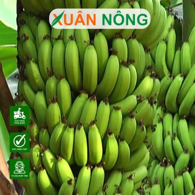 Cây chuối tiêu: Đặc điểm, công dụng, cách trồng và chăm sóc