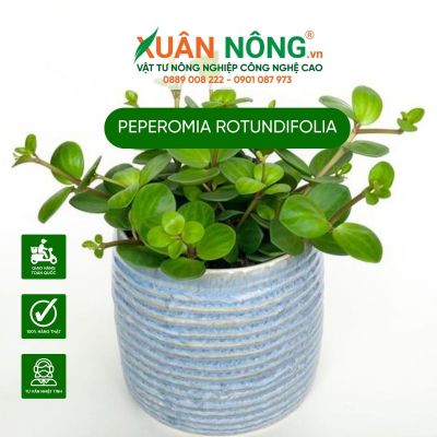 Peperomia rotundifolia: Đặc điểm, cách trồng và chăm sóc